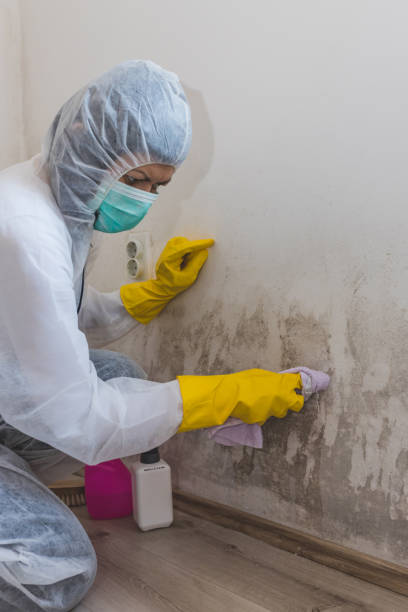 Best Mold Documentation for Insurance Claims  in Timber Pines, FL