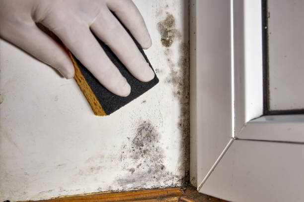 Best Comprehensive Air Testing for Mold Contaminants  in Timber Pines, FL